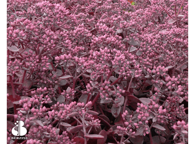 Sedum   'SUNSPARKLER' = 'Firecracker'